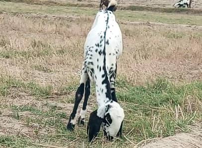 beetal bakri supreme body structure excellent quality