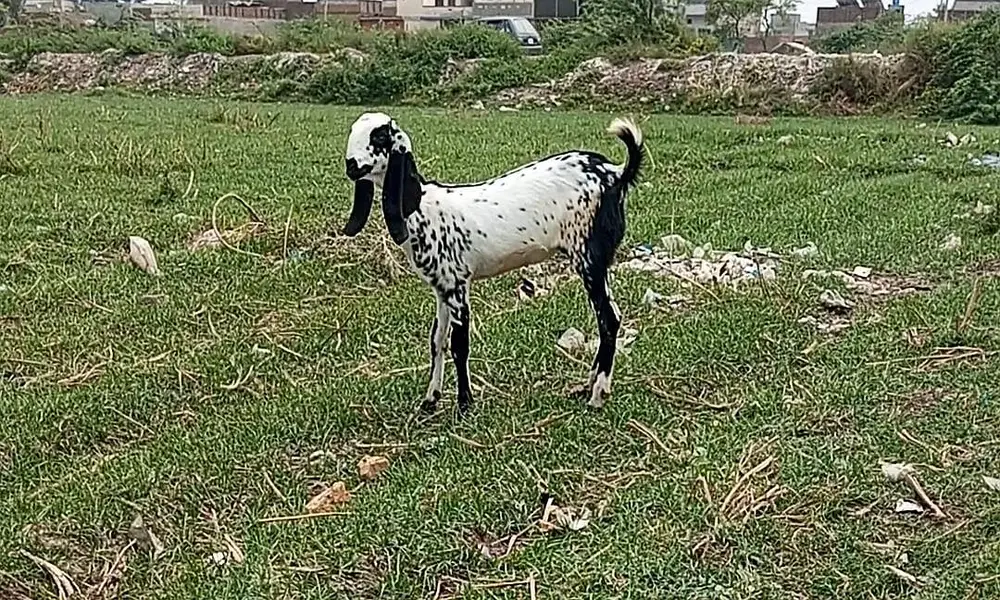 beetal bakri supreme body structure excellent quality — photo 2