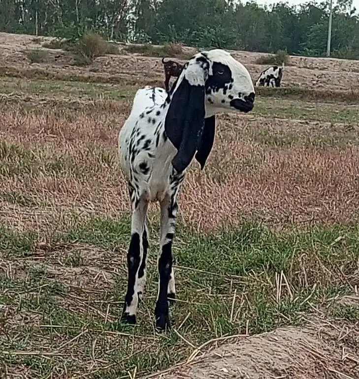 beetal bakri supreme body structure excellent quality — photo 3