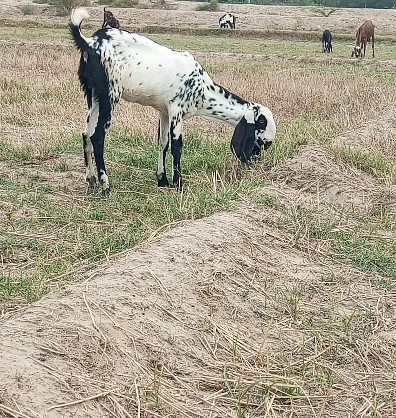 beetal bakri supreme body structure excellent quality — photo 4