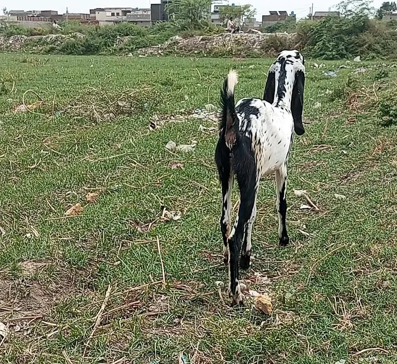 beetal bakri supreme body structure excellent quality — photo 5