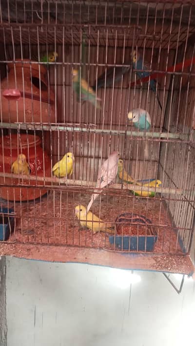 budgie parrot for sale full breed and healthy pair hand taim