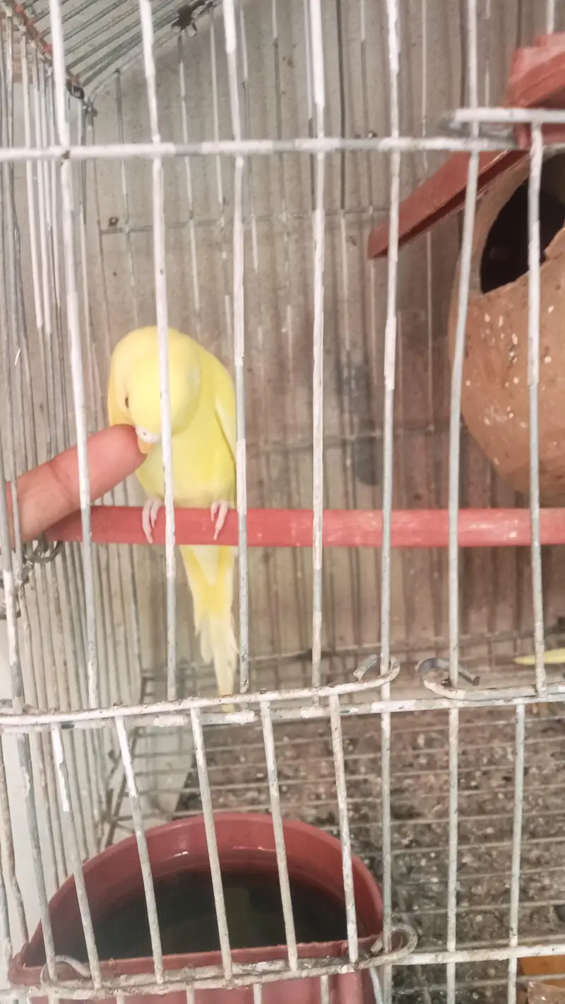 budgie parrot for sale full breed and healthy pair hand taim — photo 2