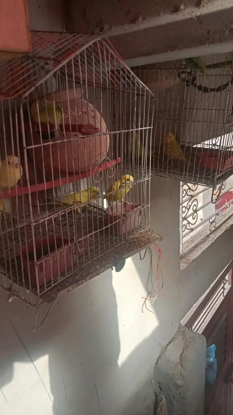 budgie parrot for sale full breed and healthy pair hand taim — photo 3