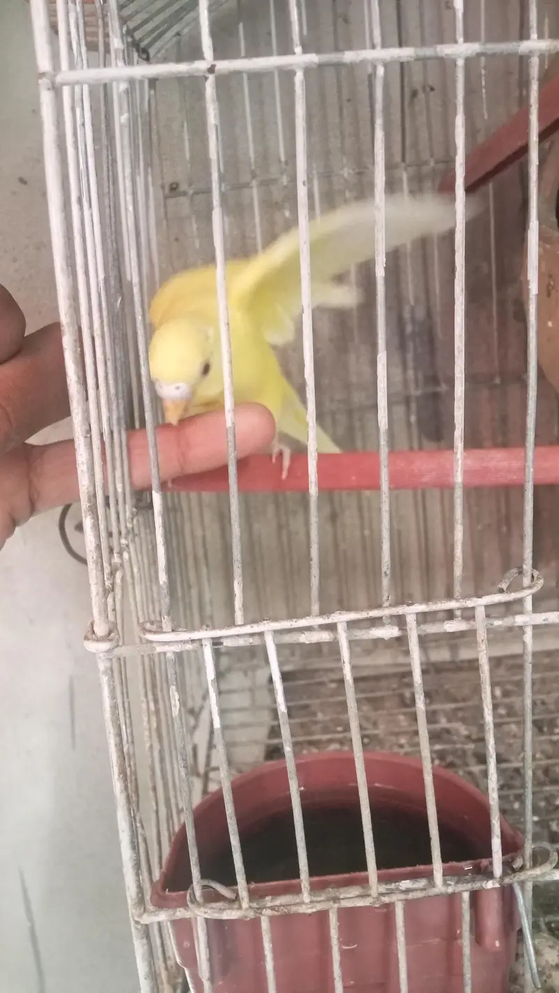 budgie parrot for sale full breed and healthy pair hand taim — photo 4