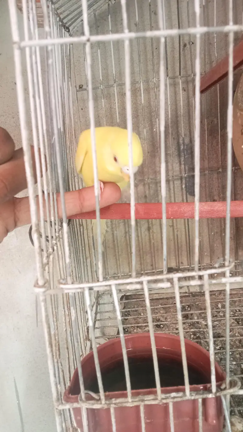 budgie parrot for sale full breed and healthy pair hand taim — photo 5