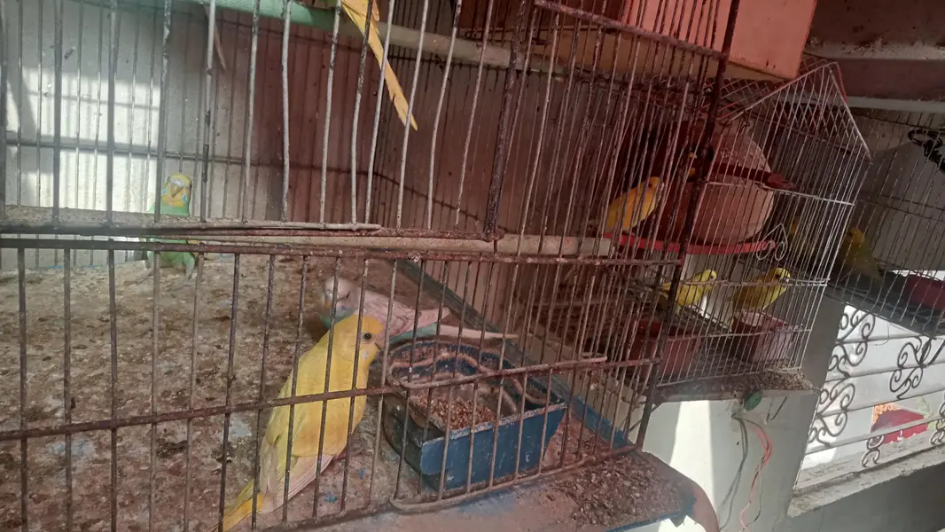 budgie parrot for sale full breed and healthy pair hand taim — photo 6