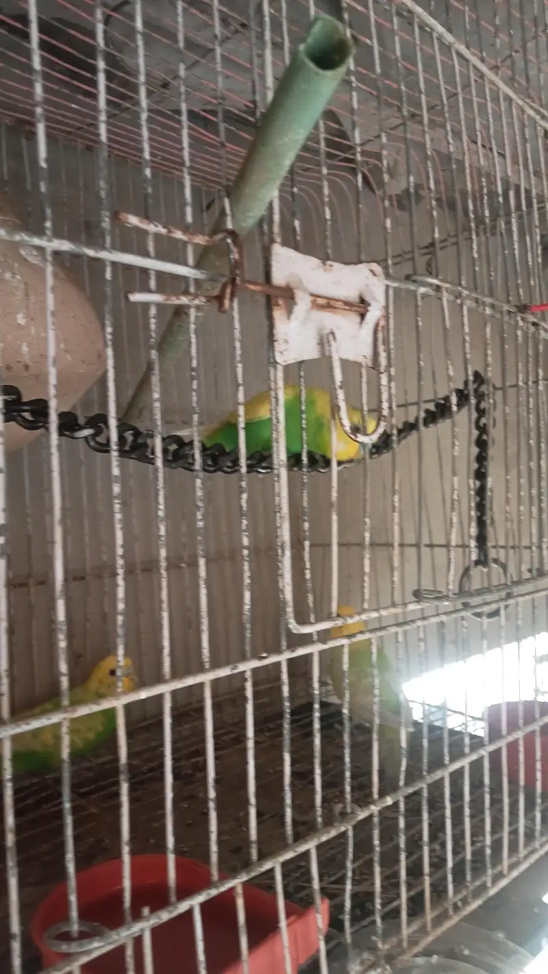 budgie parrot for sale full breed and healthy pair hand taim — photo 7