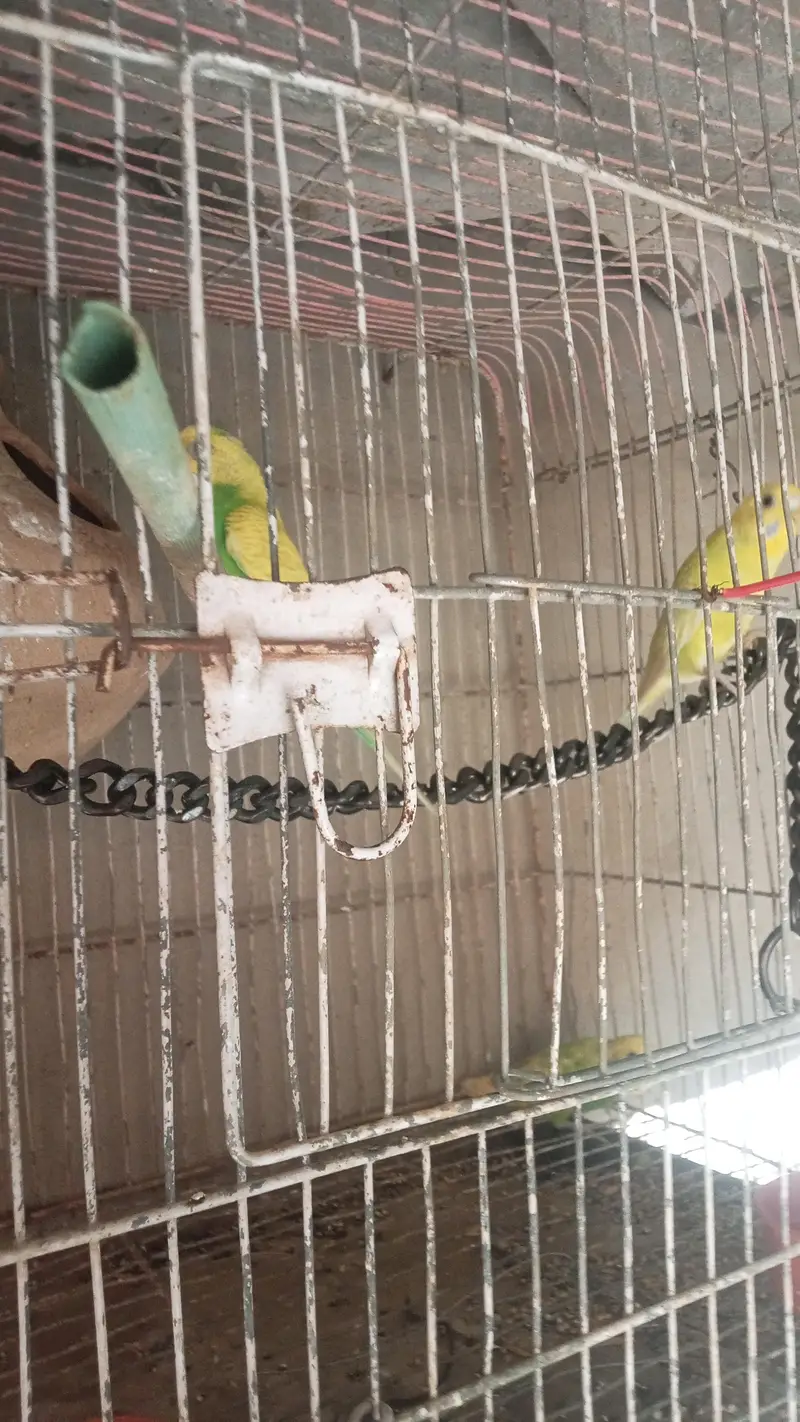 budgie parrot for sale full breed and healthy pair hand taim — photo 8