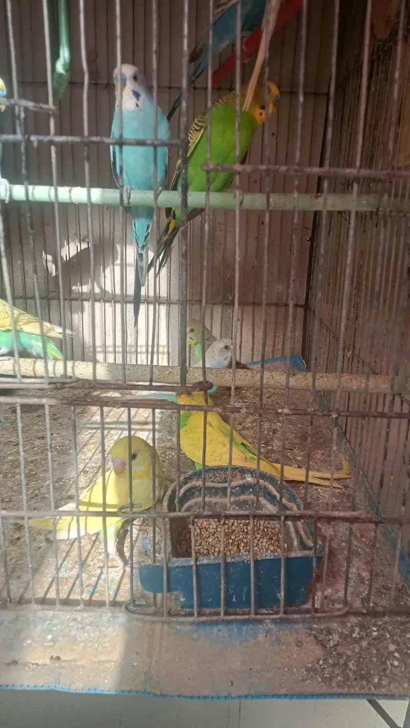 budgie parrot for sale full breed and healthy pair hand taim — photo 9