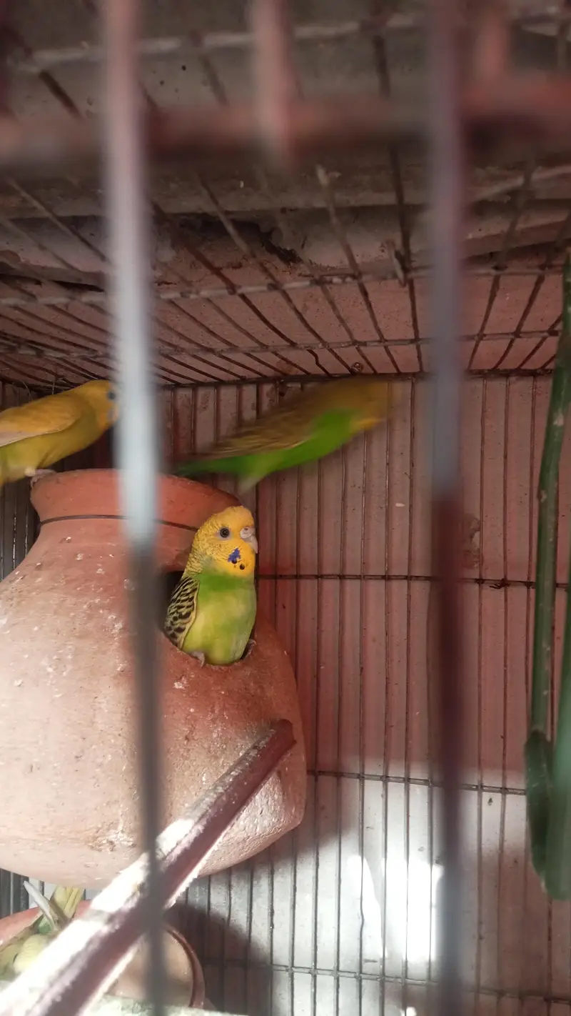 budgie parrot for sale full breed and healthy pair hand taim — photo 10