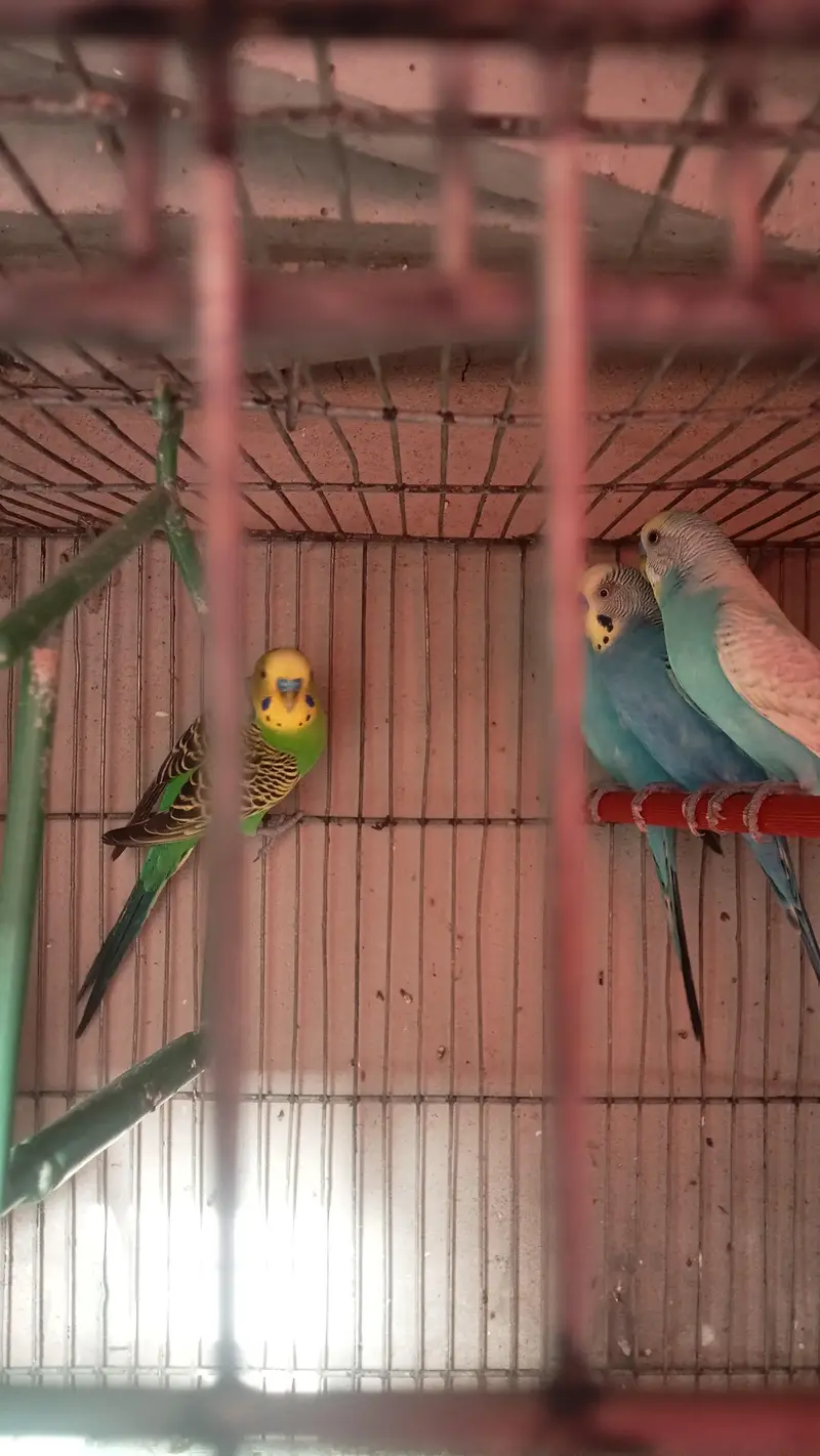 budgie parrot for sale full breed and healthy pair hand taim — photo 11
