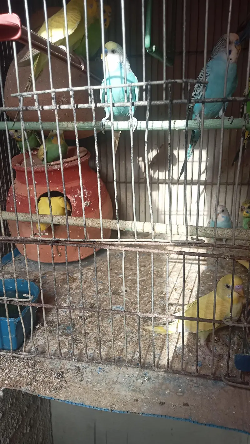 budgie parrot for sale full breed and healthy pair hand taim — photo 12