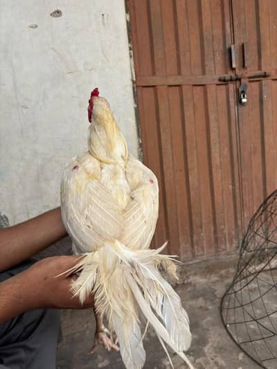 Heera breeder