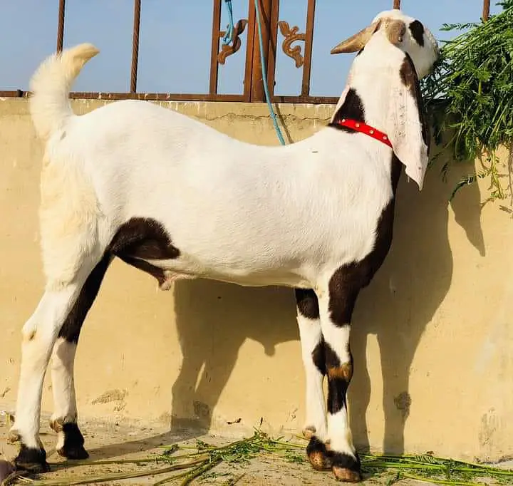 Rajanpuri bakra urgent sale 03272215346 — photo 2