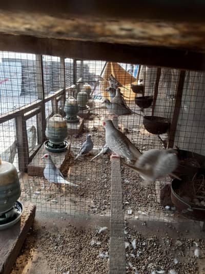 diamond doves and rabbits white red eye for sale