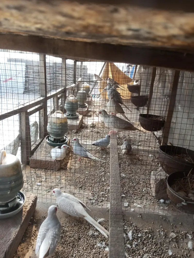 diamond doves and rabbits white red eye for sale — photo 2