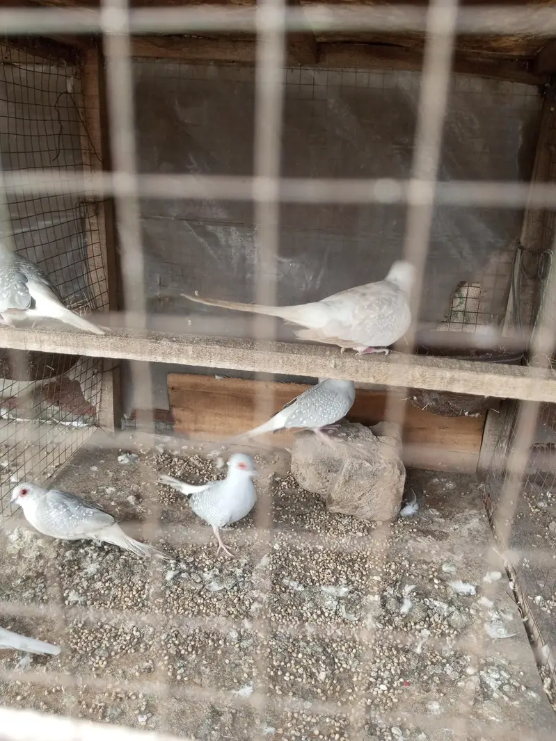 diamond doves and rabbits white red eye for sale — photo 3