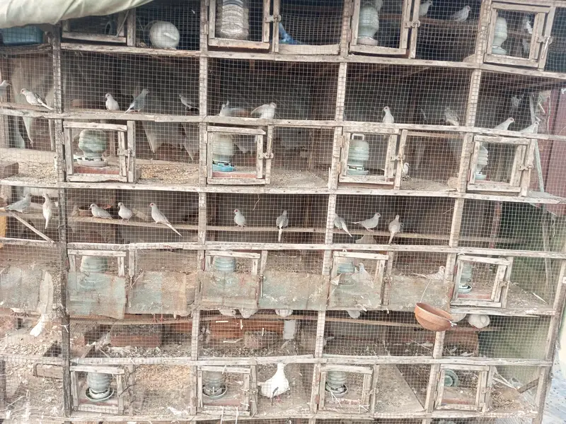 diamond doves and rabbits white red eye for sale — photo 4