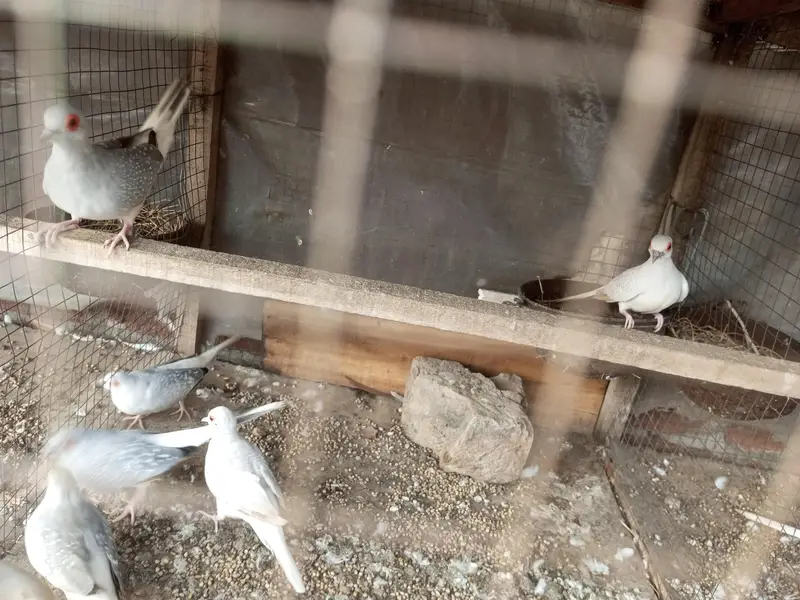 diamond doves and rabbits white red eye for sale — photo 5