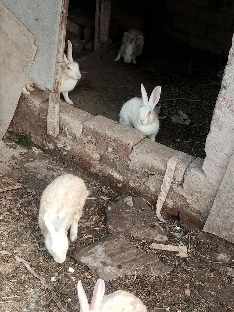 diamond doves and rabbits white red eye for sale — photo 6