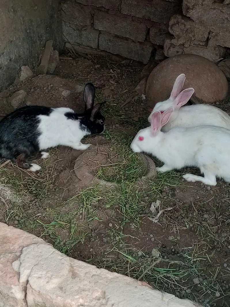 diamond doves and rabbits white red eye for sale — photo 7