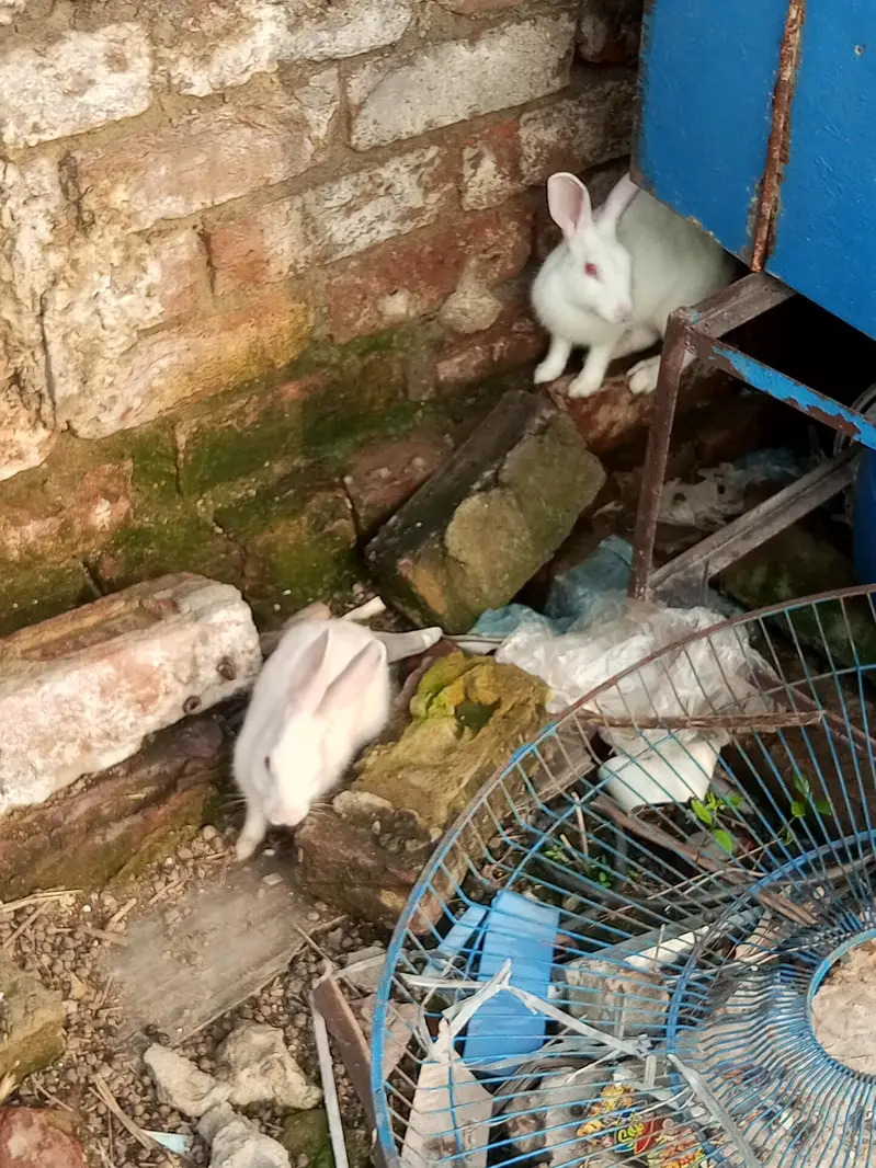 diamond doves and rabbits white red eye for sale — photo 8