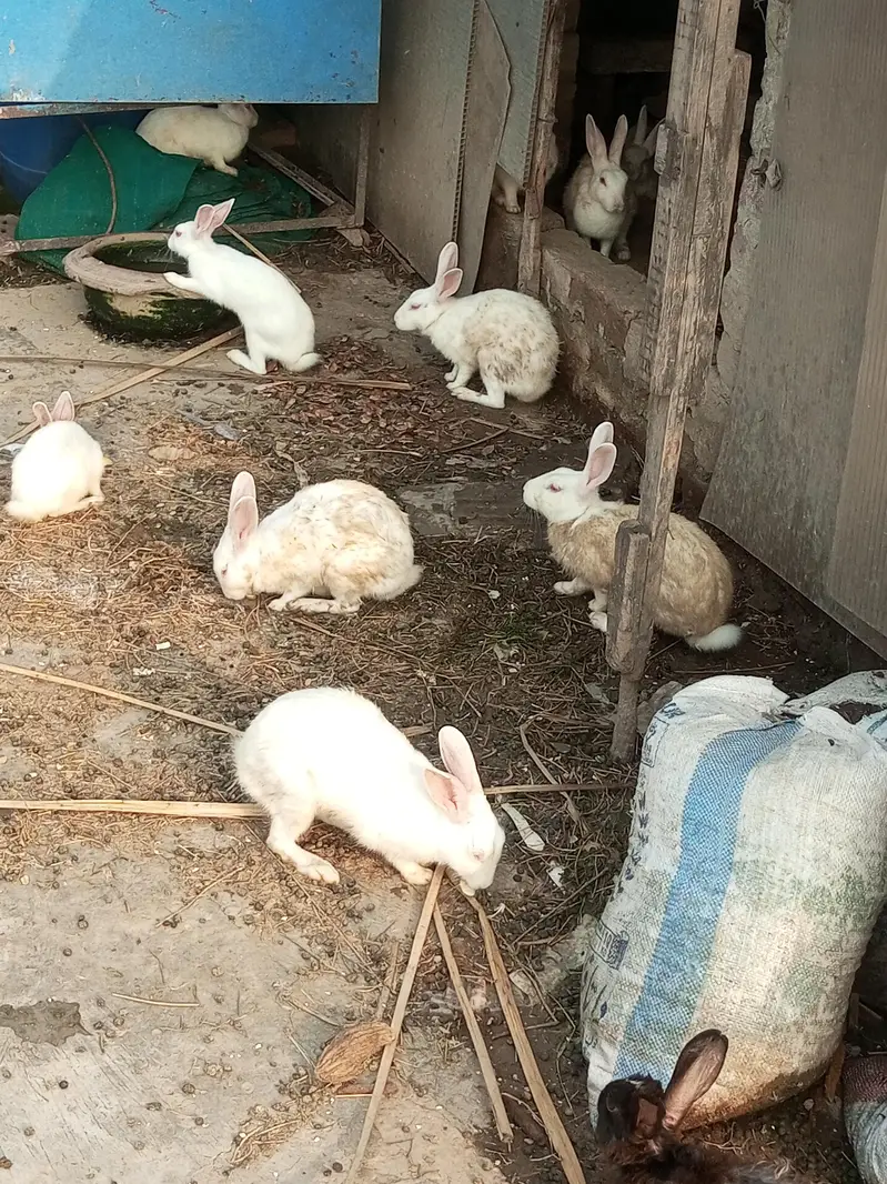 diamond doves and rabbits white red eye for sale — photo 10