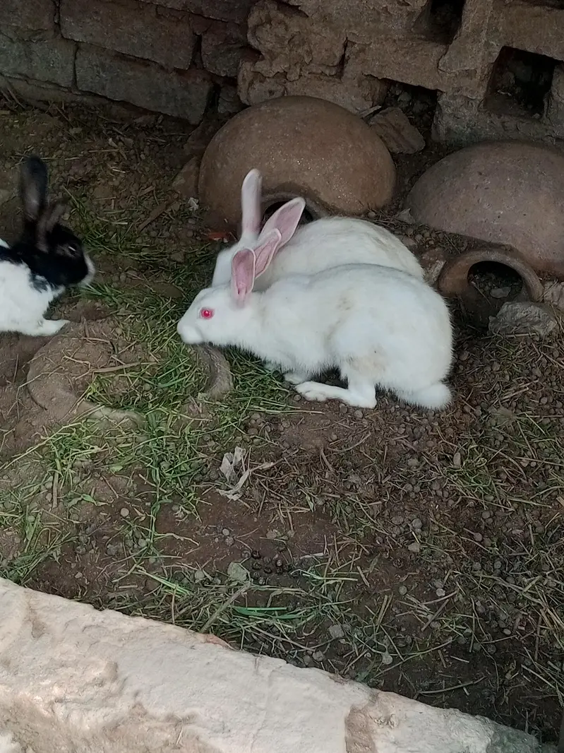 diamond doves and rabbits white red eye for sale — photo 11