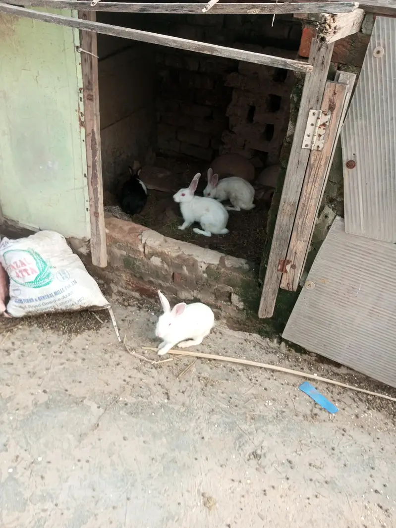 diamond doves and rabbits white red eye for sale — photo 12