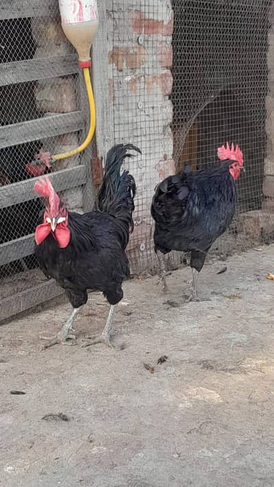 Austrolor + RIR (Rhode Island Red) Cross Males