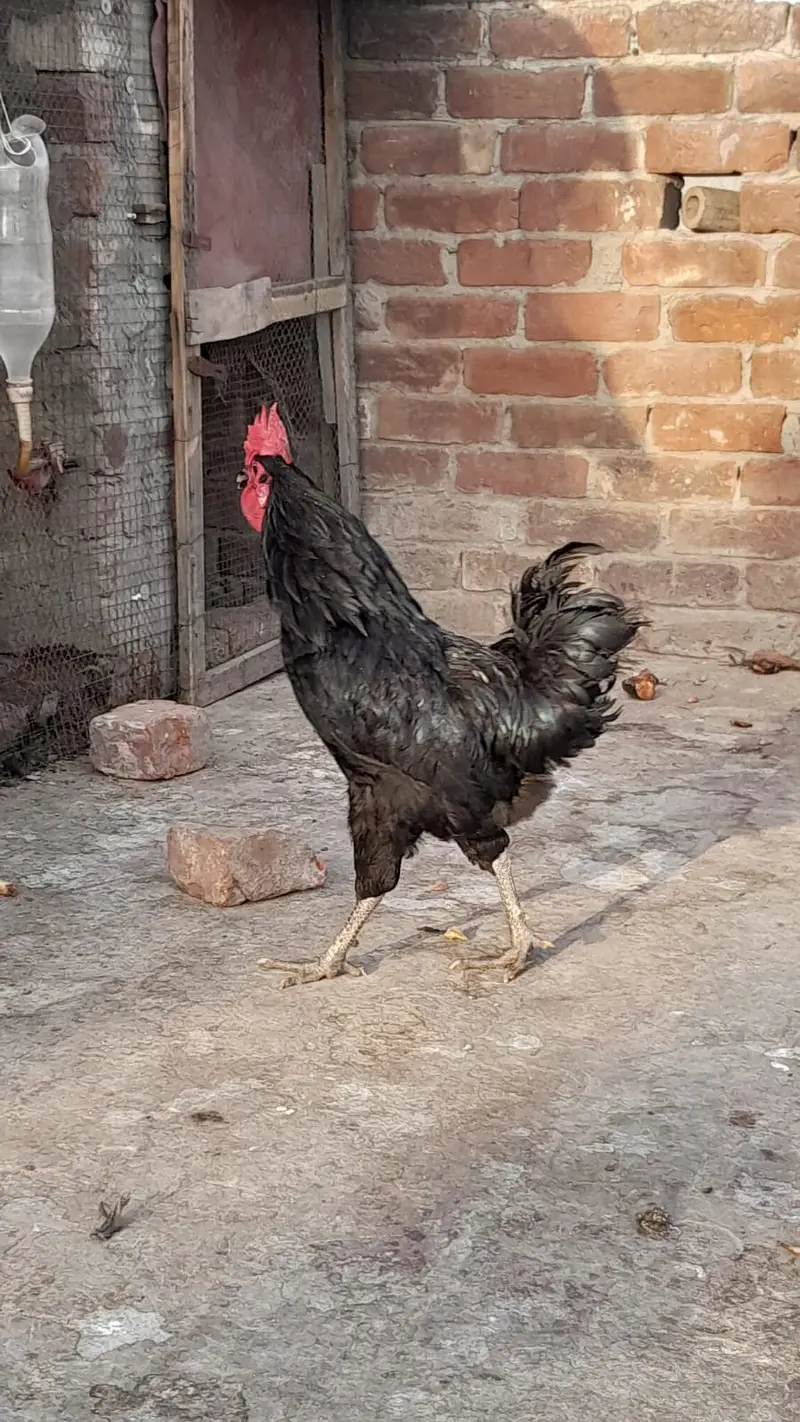 Austrolor + RIR (Rhode Island Red) Cross Males — photo 2