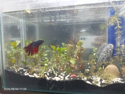 high quality Betta fish available ready to breed aquarium also for sal