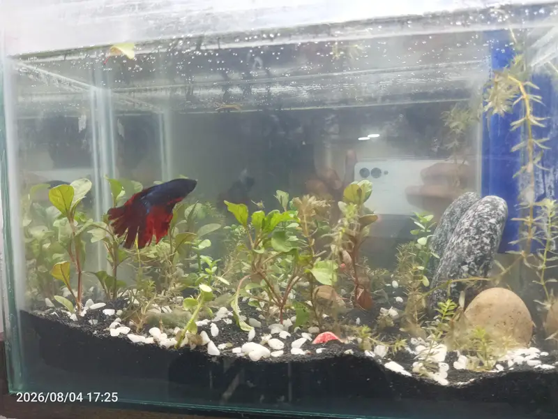 high quality Betta fish available ready to breed aquarium also for sal