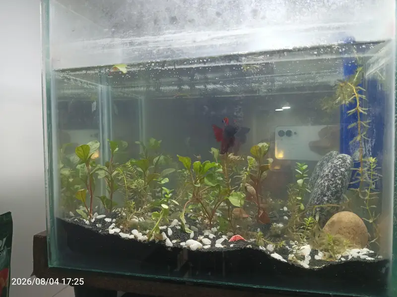 high quality Betta fish available ready to breed aquarium also for sal — photo 2