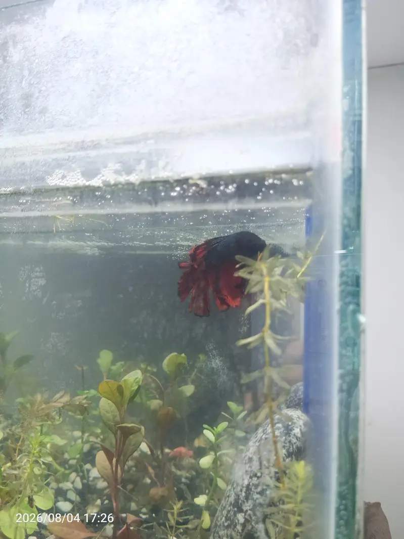 high quality Betta fish available ready to breed aquarium also for sal — photo 3
