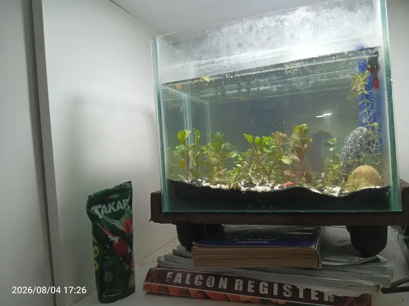 high quality Betta fish available ready to breed aquarium also for sal — photo 4