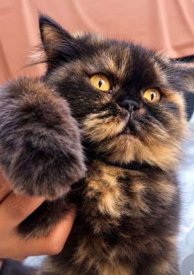 Persian cat