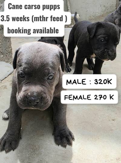 Cane corso puppies available for booking