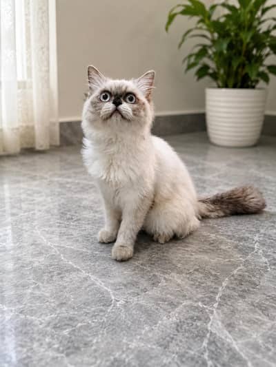 RagDoll Cat For Sale
