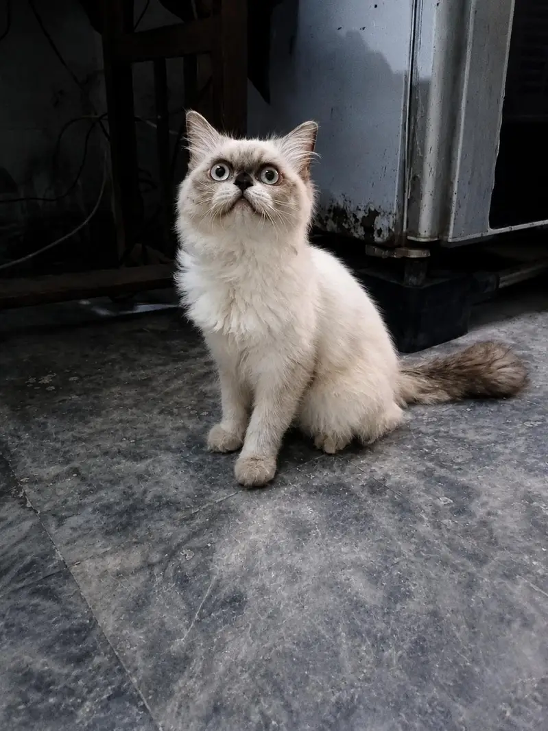 RagDoll Cat For Sale — photo 2