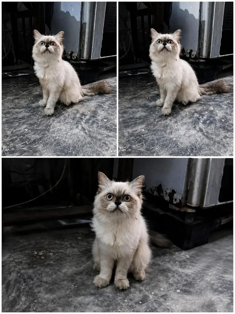 RagDoll Cat For Sale — photo 3