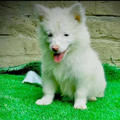 o siez biliankh top quilty russain female for sale