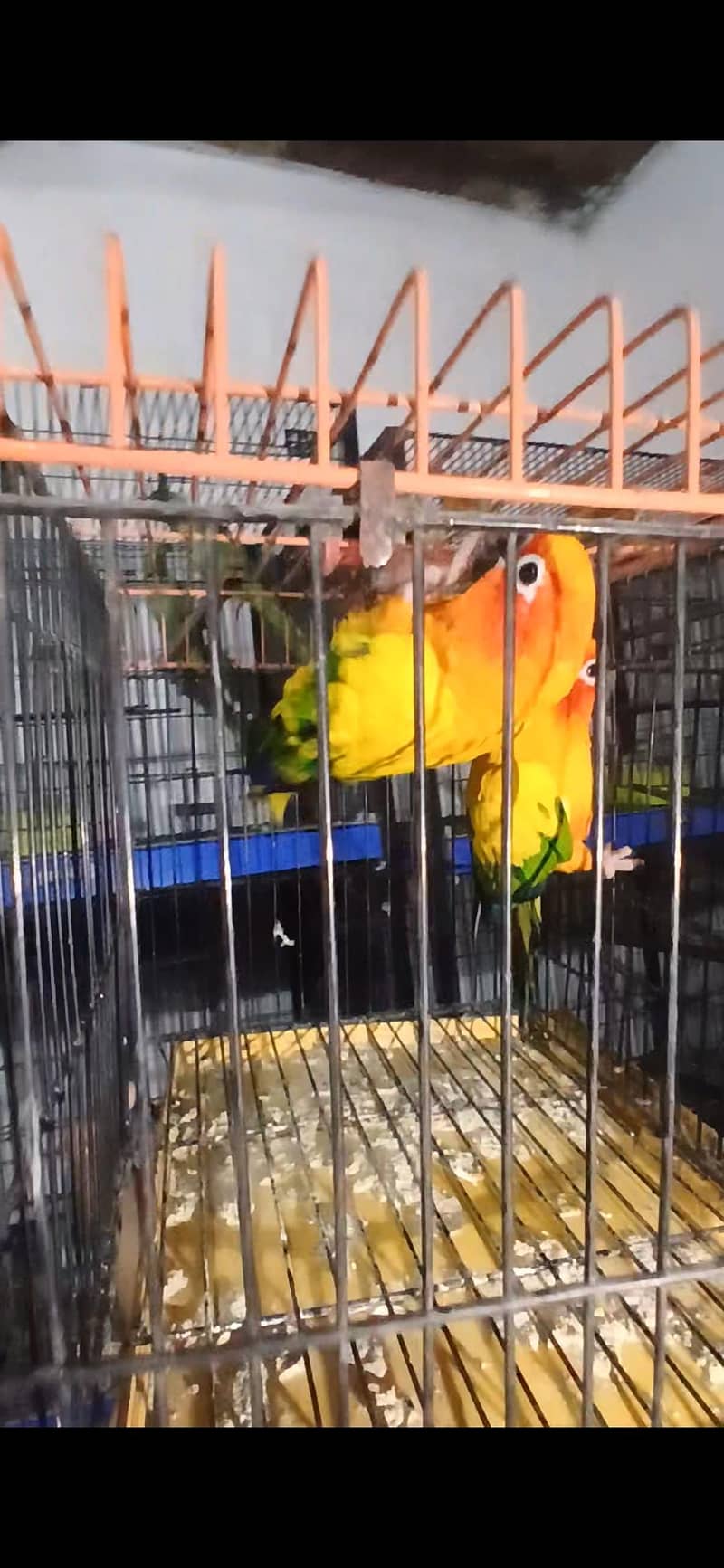 Suncounre Breeder Pair 0