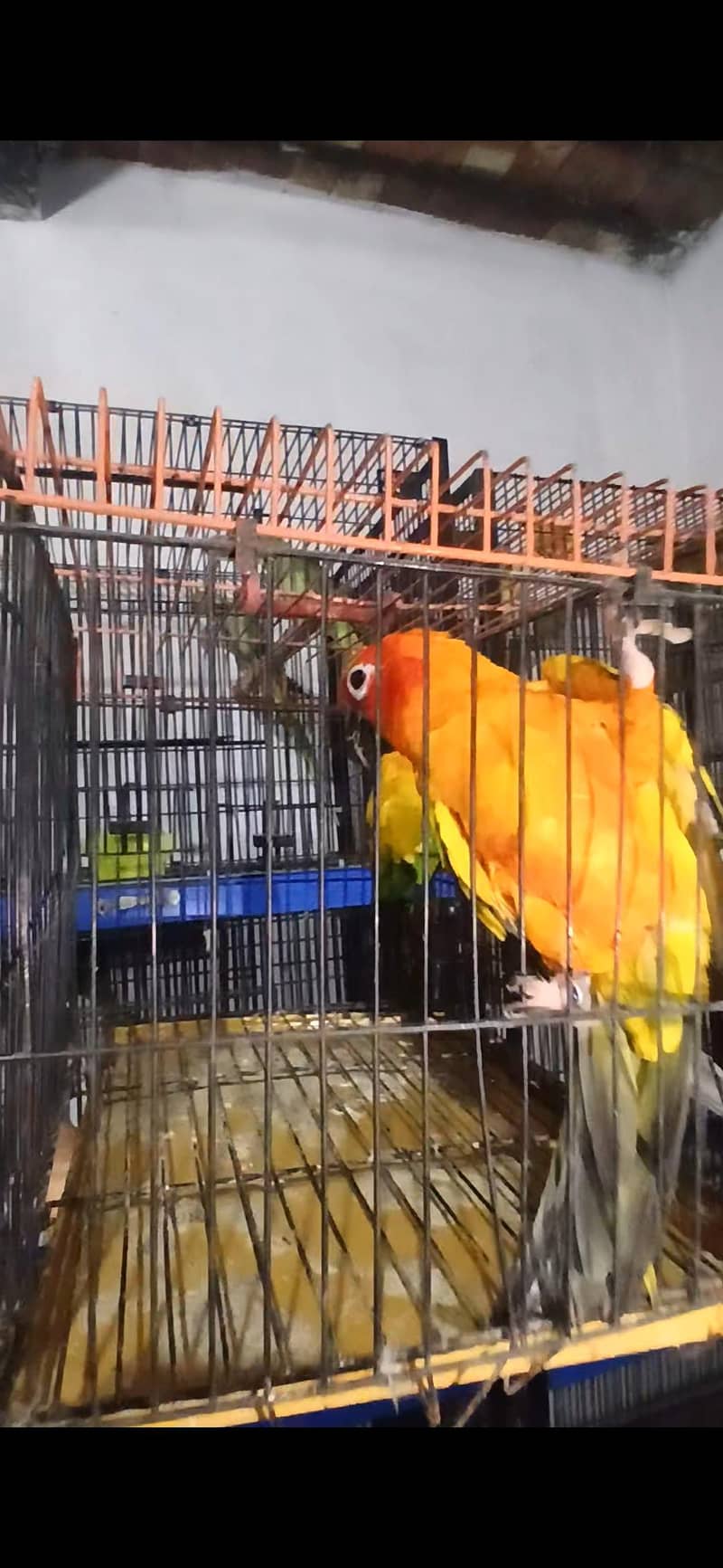 Suncounre Breeder Pair 1