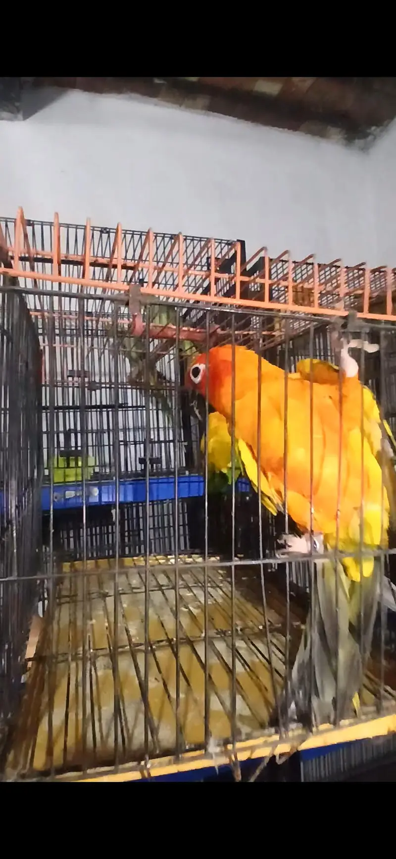 Suncounre Breeder Pair — photo 2