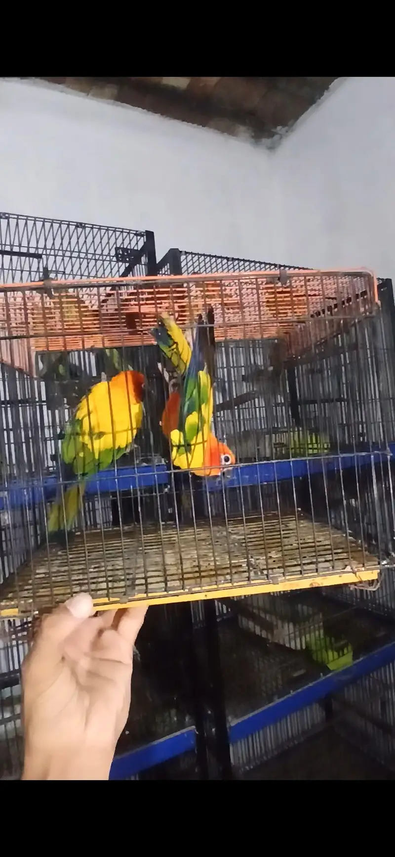 Suncounre Breeder Pair — photo 3