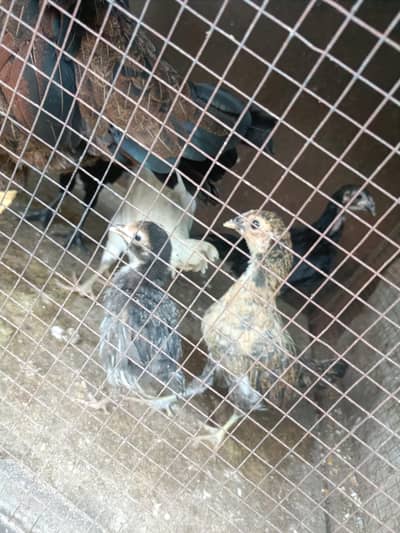 1 desi hen  & 7 Chicks