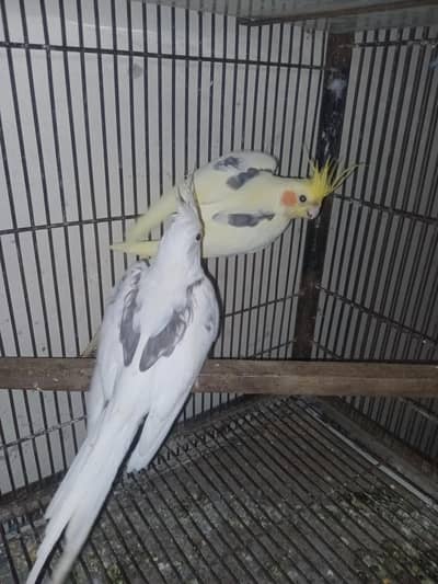 cocktail v paid pear 4sale