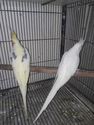 cocktail v paid pear 4sale